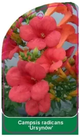 etykieta-szkolkarska-campsis-radicans-ursynow-b