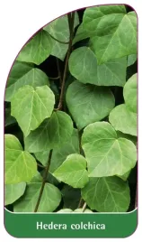 etykieta-szkolkarska-hedera-colchica