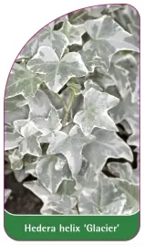 etykieta-szkolkarska-hedera-helix-glacier-a
