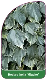 etykieta-szkolkarska-hedera-helix-glacier-b
