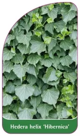 etykieta-szkolkarska-hedera-helix-hibernica