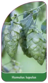 etykieta-szkolkarska-humulus-lupulus