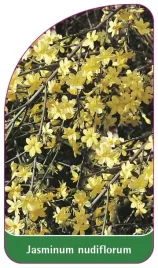 etykieta-szkolkarska-jasminum-nudiflorum