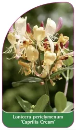 etykieta-szkolkarska-lonicera-periclymenum-caprilia-cream