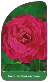 etykieta-szkolkarska-roza-wielkokwiatowa-234-standard