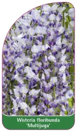 etykieta-szkolkarska-wisteria-floribunda-multijuga