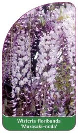 etykieta-szkolkarska-wisteria-floribunda-murasaki-noda