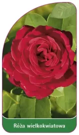 etykieta-szkolkarska-roza-wielkokwiatowa-245-standard