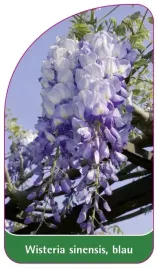 etykieta-szkolkarska-wisteria-sinensis-blau