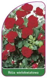 etykieta-szkolkarska-roza-wielokwiatowa-256