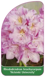 etykieta-szkolkarska-rhododendron-brachycarpum-helsinki-university
