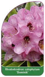 etykieta-szkolkarska-rhododendron-calophytum-dominik-a