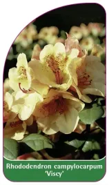 etykieta-szkolkarska-rhododendron-campylocarpum-viscy-a