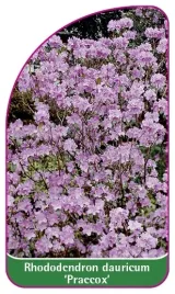 etykieta-szkolkarska-rhododendron-dauricum-praecox-a