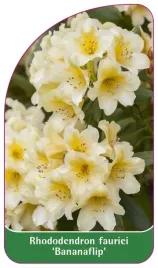 etykieta-szkolkarska-rhododendron-fauriei-bananaflip