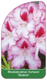 etykieta-szkolkarska-rhododendron-fortunei-diadem