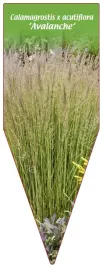 etykieta-szkolkarska-calamagrostis-x-acutiflora-avalanche
