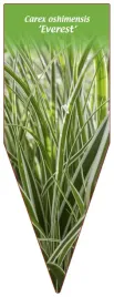 etykieta-szkolkarska-carex-oshimensis-everest