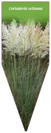etykieta-szkolkarska-cortaderia-selloana-weiss