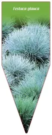 etykieta-szkolkarska-festuca-glauca