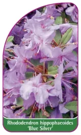 etykieta-szkolkarska-rhododendron-hippophaeoides-blue-silver-mini