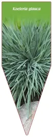 etykieta-szkolkarska-koeleria-glauca