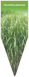 etykieta-szkolkarska-miscanthus-japonicum