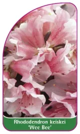 etykieta-szkolkarska-rhododendron-keiskei-wee-bee-mini