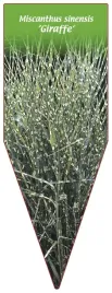 etykieta-szkolkarska-miscanthus-sinensis-giraffe