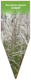 etykieta-szkolkarska-miscanthus-sinensis-goliath