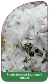 etykieta-szkolkarska-rhododendron-kiusianum-album