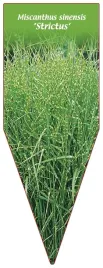 etykieta-szkolkarska-miscanthus-sinensis-strictus