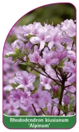 etykieta-szkolkarska-rhododendron-kiusianum-alpinum