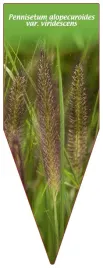 etykieta-szkolkarska-pennisetum-alopecuroides-var-viridescens