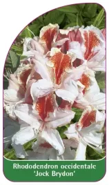 etykieta-szkolkarska-rhododendron-occidentale-jock-brydon