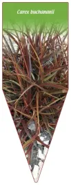etykieta-szkolkarska-carex-buchananii