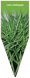 etykieta-szkolkarska-carex-ornithopoda