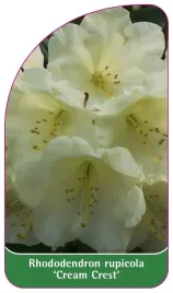 etykieta-szkolkarska-rhododendron-rupicola-cream-crest-standard