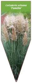 etykieta-szkolkarska-cortaderia-sellona-pumilla
