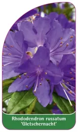 etykieta-szkolkarska-rhododendron-russatum-gletschernacht-standard