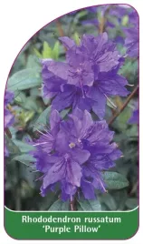 etykieta-szkolkarska-rhododendron-russatum-purple-pillow-standard