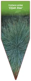 etykieta-szkolkarska-festuca-ovina-elijah-blue