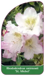 etykieta-szkolkarska-rhododendron-smirnowii-st-michel