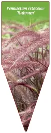etykieta-szkolkarska-pennisetum-setaceum-rubrum
