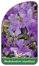 etykieta-szkolkarska-rhododendron-impeditum-mini