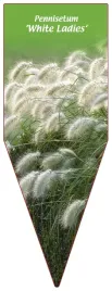 etykieta-szkolkarska-pennisetum-white-ladies