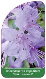 etykieta-szkolkarska-rhododendron-impeditum-blue-diamond
