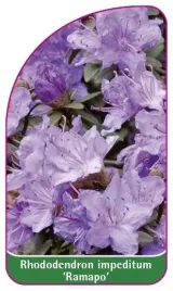 etykieta-szkolkarska-rhododendron-impeditum-ramapo