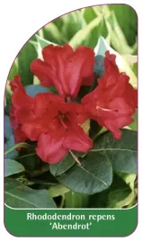 etykieta-szkolkarska-rhododendron-repens-abendrot-standard