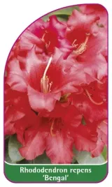 etykieta-szkolkarska-rhododendron-repens-bengal-mini-b